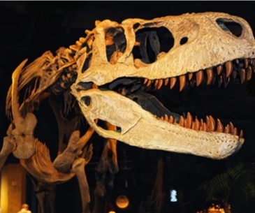 Image : McWane Science Center