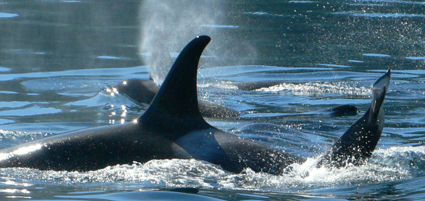 Alaska-Observation-Baleines