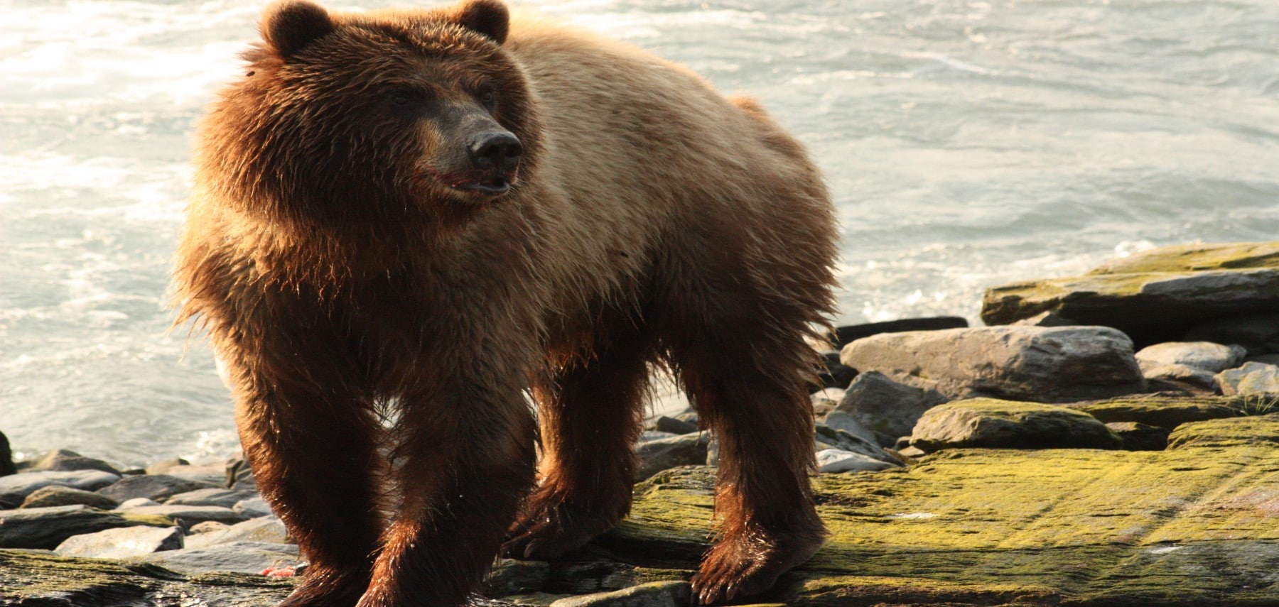 Alaska-Observation-Ours