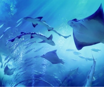 Image : Aquarium of the Bay