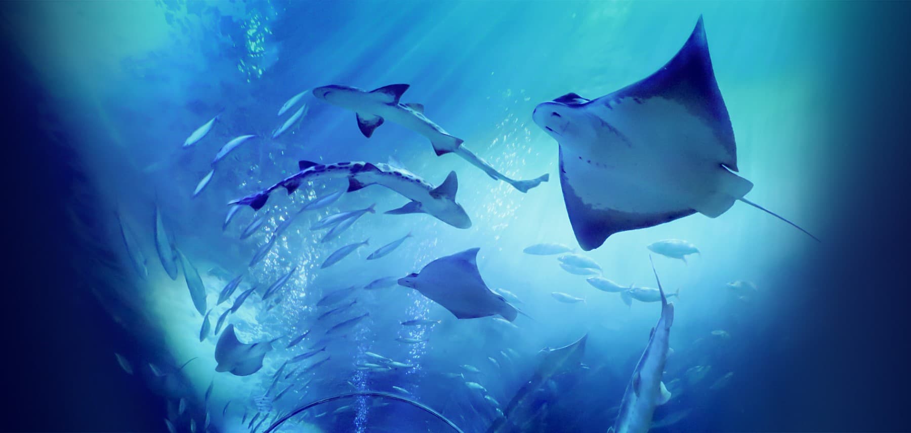 Californie-Aquarium-of-the-Bay
