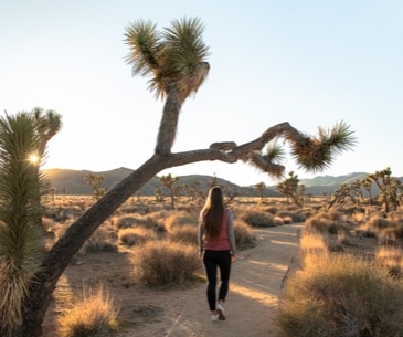 Image : Randonnée, VTT et escalade à Palm Springs