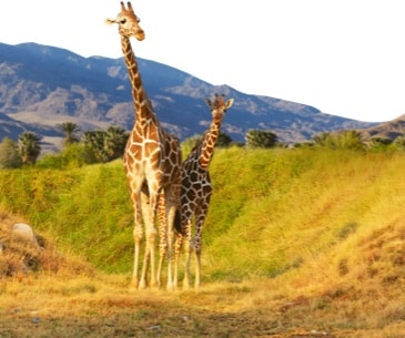 Image : The Living Desert Zoo and Gardens