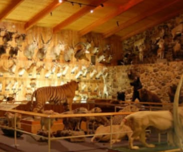 Image : International Wildlife Museum