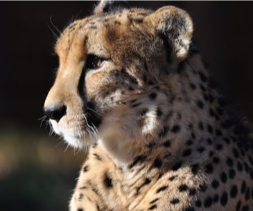 Image : Zoo de Denver