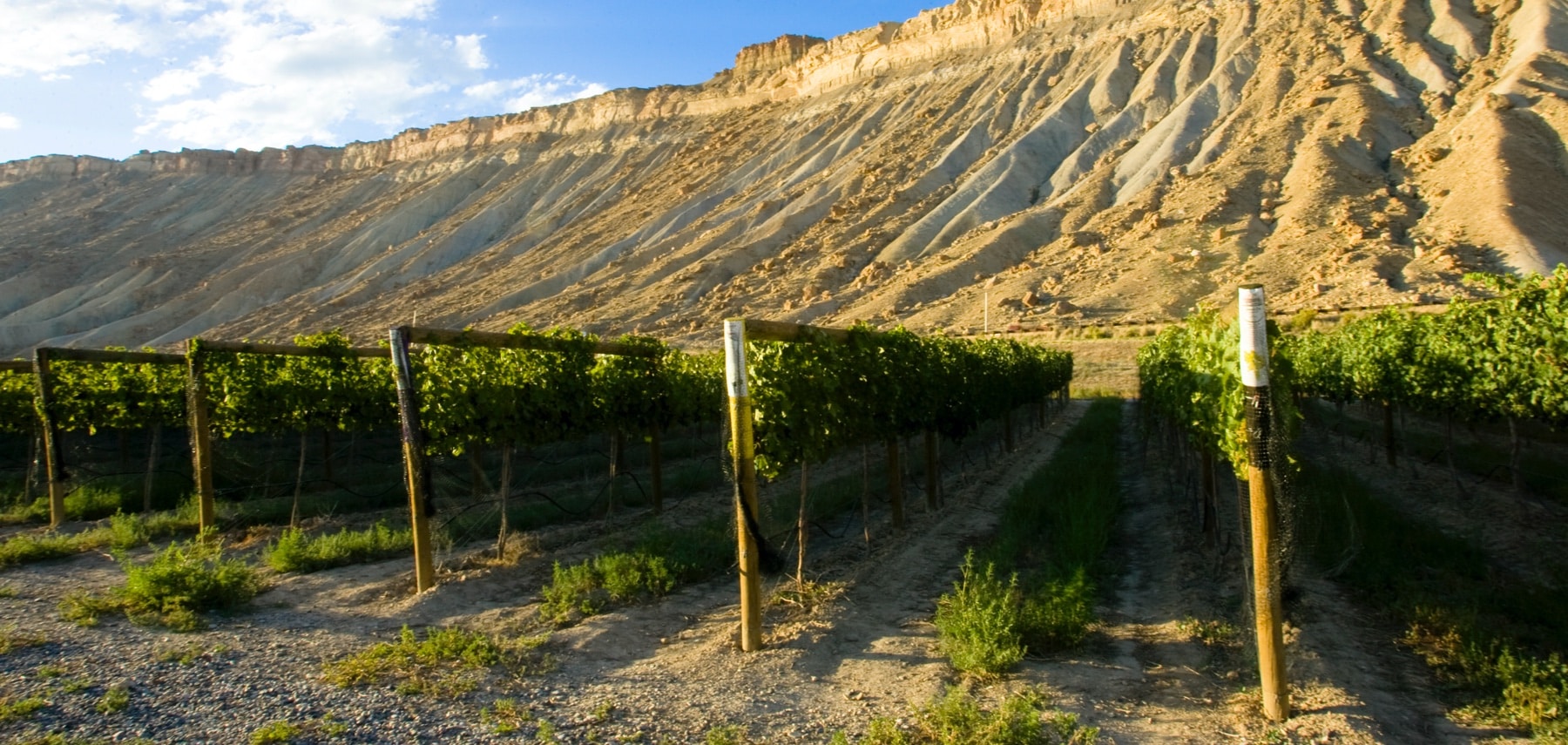 Vineyards beneath a sandstone butte in Colorado's Grand Valley