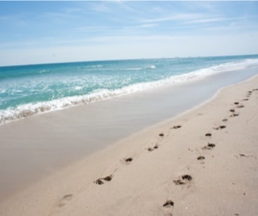 Barefoot Beach Preserve