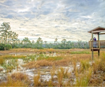 Image : Big Cypress National Preserve