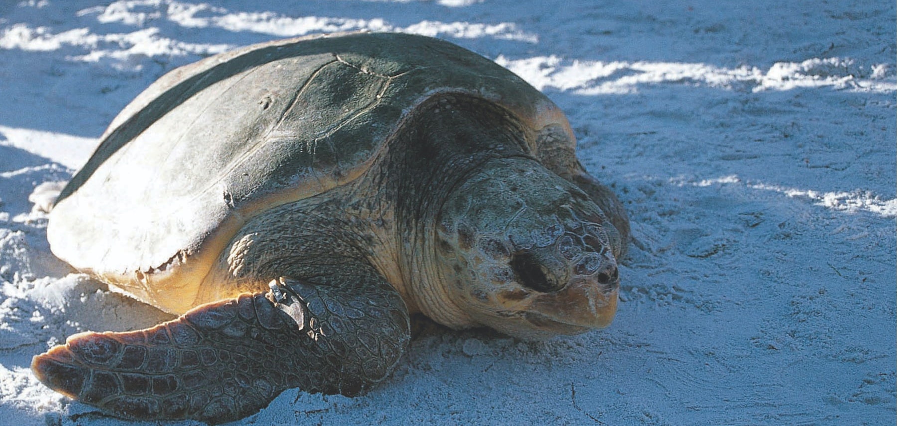 nature.seaturtle