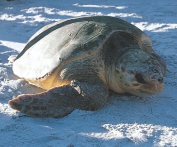 Image : Clearwater Marine Aquarium