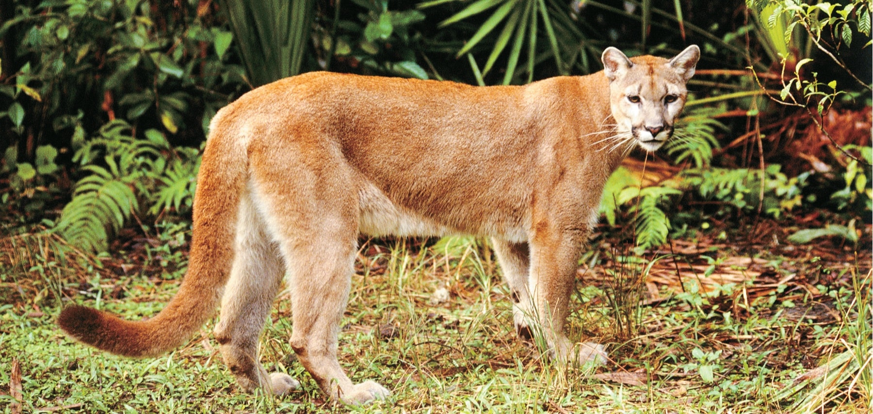 Babcock Wilderness Adventures - female panther