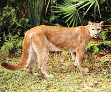 Image : Florida Panther National Wildlife Refuge