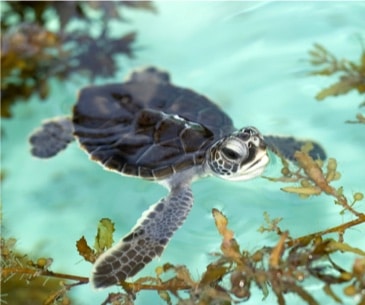 Image : Loggerhead Park