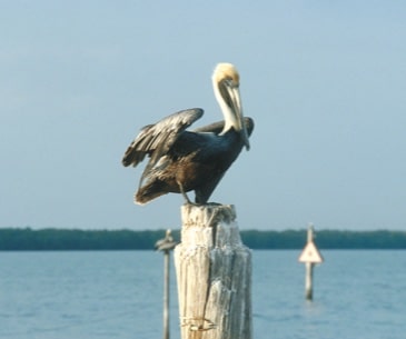 Image : Matlacha & Bokeelia