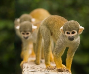 Image : Monkey Jungle