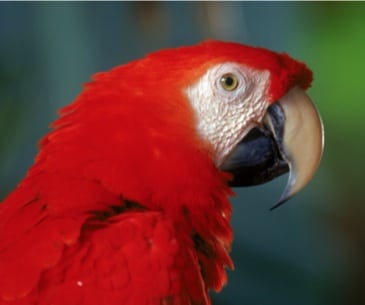 Image : Naples Zoo