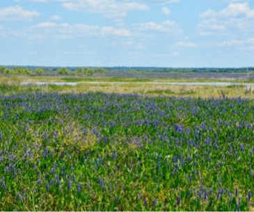 Image : Paynes Prairie Preserve State Park