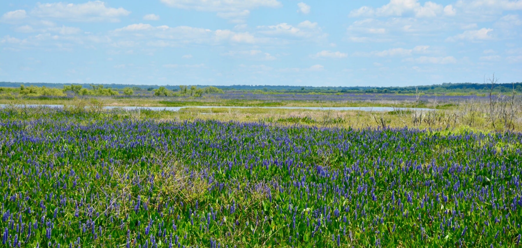 Floride-Paynes-Prairie-Preserve-Gainesville