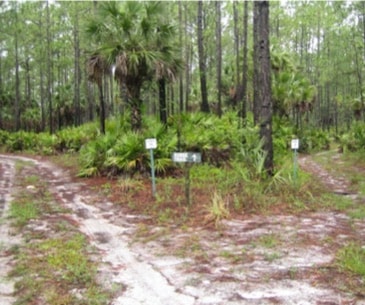 Image : Picayune Strand State Forest