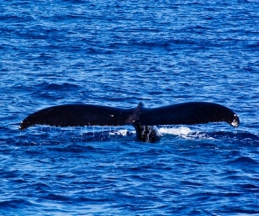 Image : L'observation des baleines