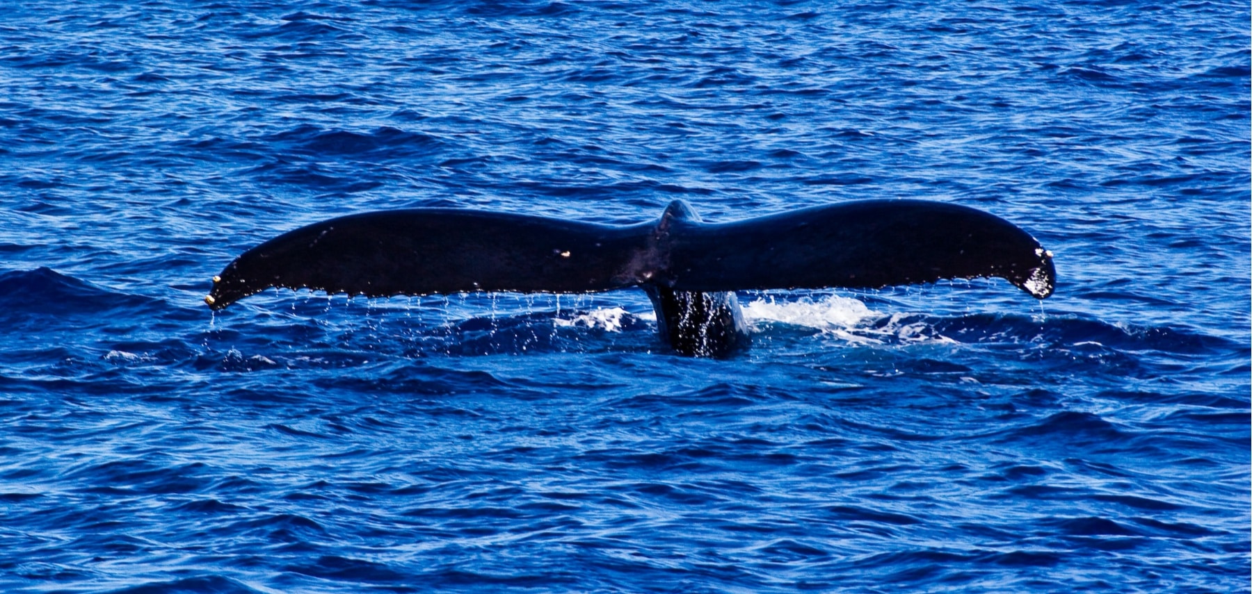 Whale tail