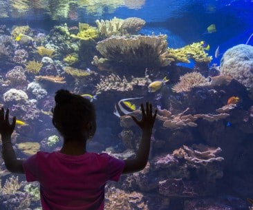 Image : New York Aquarium