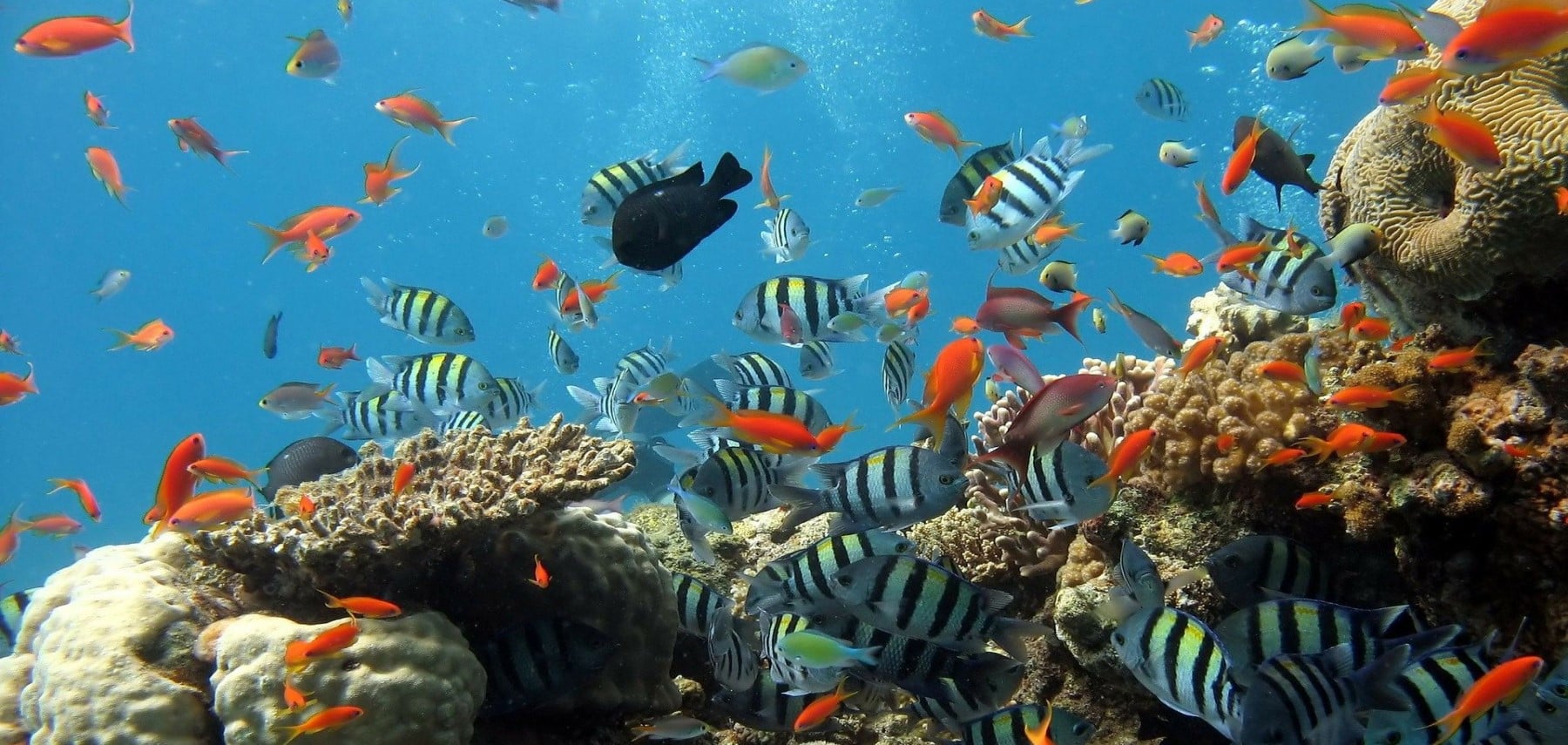 New-York-City-Aquarium