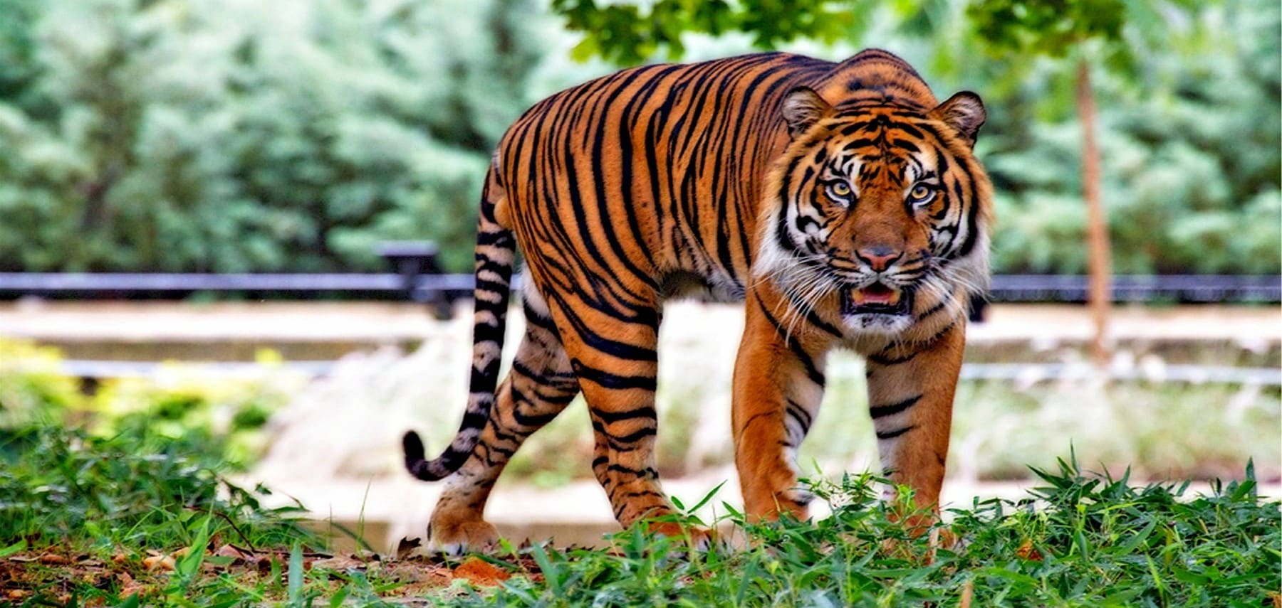 New-York-City-Bronx-Zoo