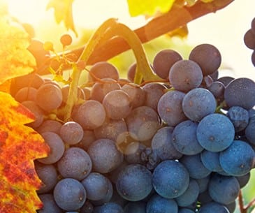 Image : La dégustation de vins locaux