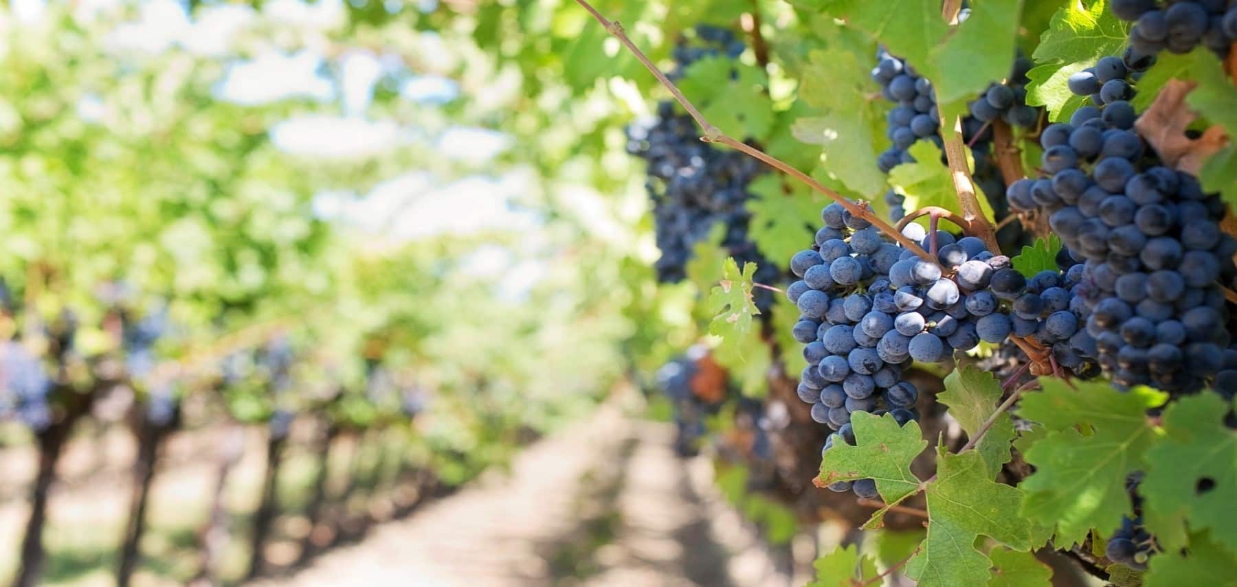 New-York-State-purple-grapes