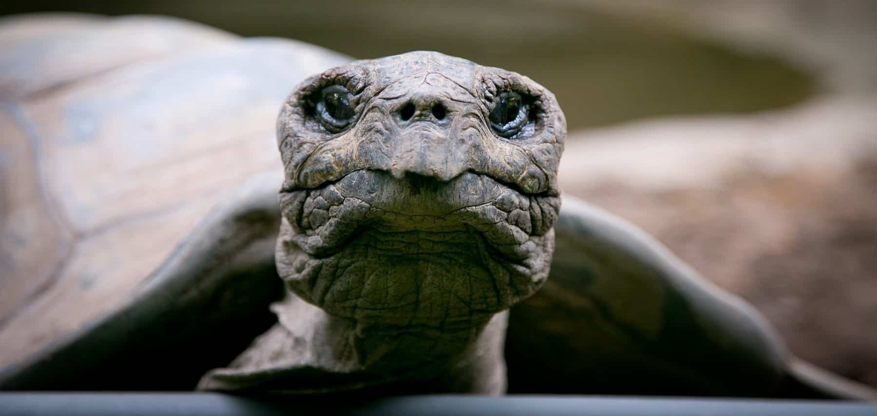 New-York-jardin-botanique-zoo