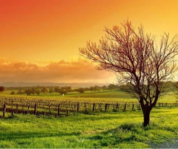 Image : Yadkin Valley Wine Country