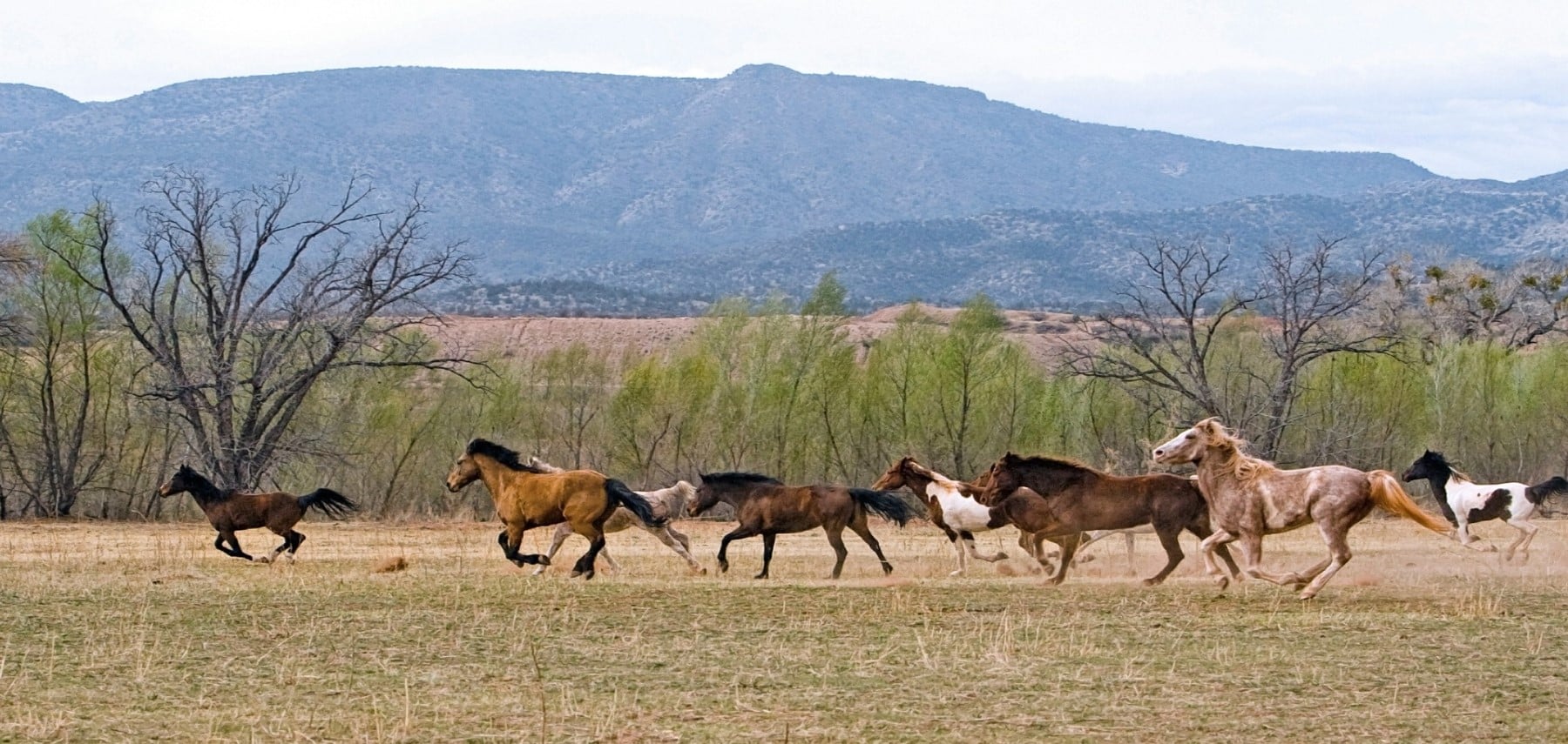North-Dakota-Ranch-Horse
