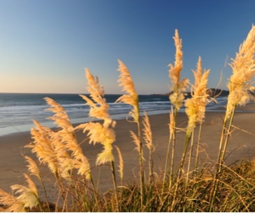 Image : Oregon Dunes National Recreation Area