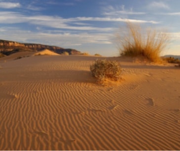 Image : Coral Pink Sand Dunes State Park