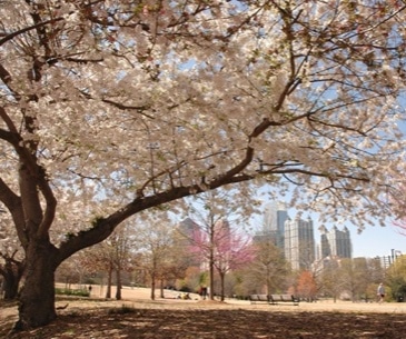 Image : Atlanta Piedmont Park