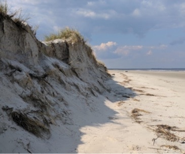 Image : Cumberland Island National Seashore