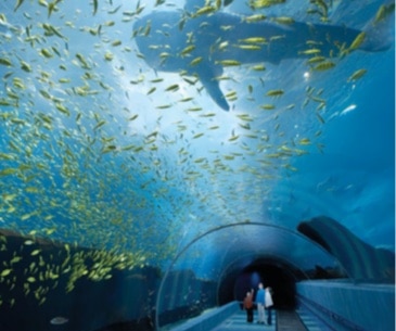 Image : Georgia Aquarium