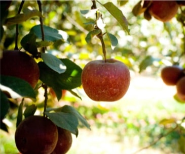 Image : Hillcrest Orchards