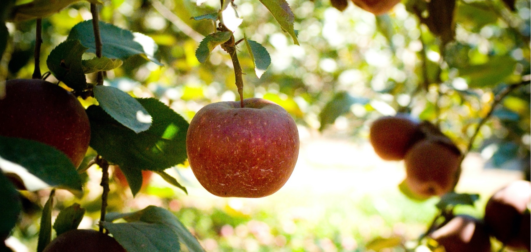 Georgie-Hillcrest-Orchards