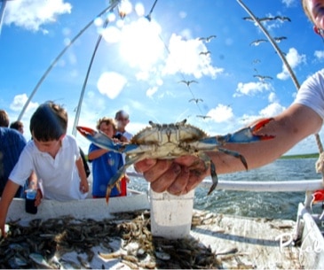 Image : Lady Jane Shrimpin Ecological Tours