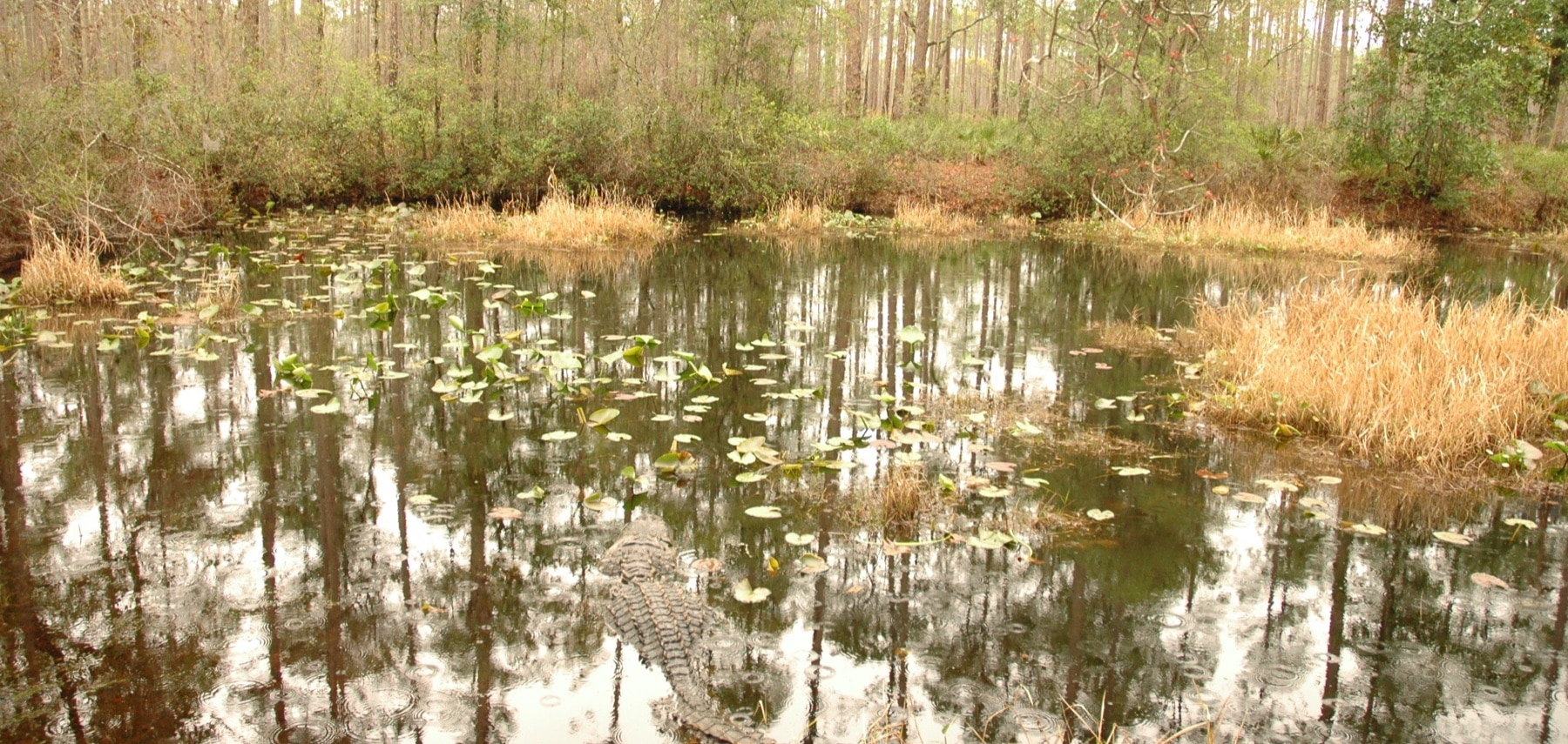 Georgie-Okefenokee-Swamp