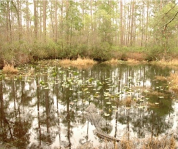 Image : Okefenokee Swamp