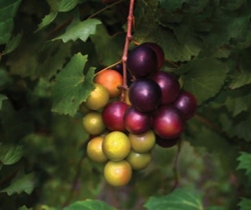 Image : Sturgis Vineyard