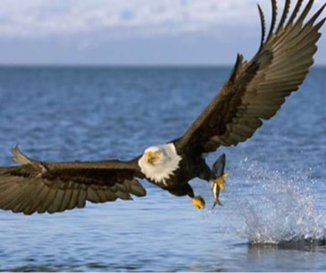 Image : L'observation des aigles