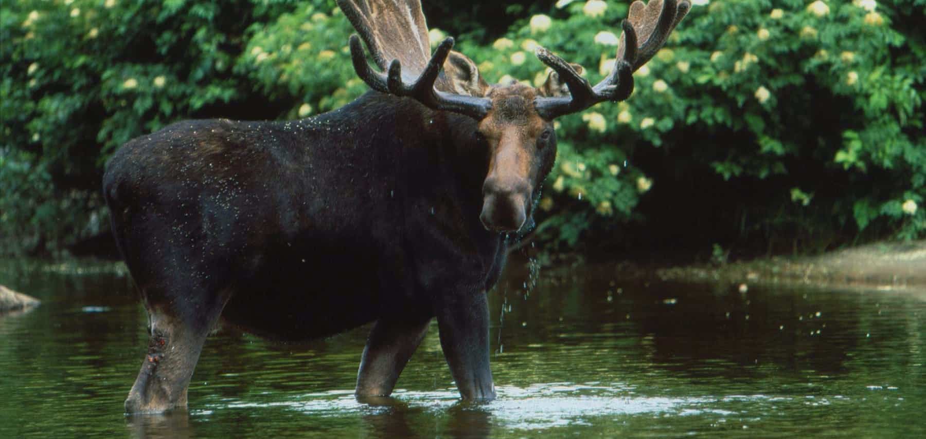 Maine-Safari-Moose