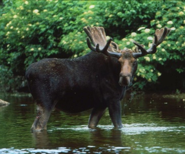 Image : Les safaris dans le Maine