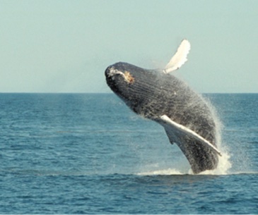 Image : L'observation des baleines