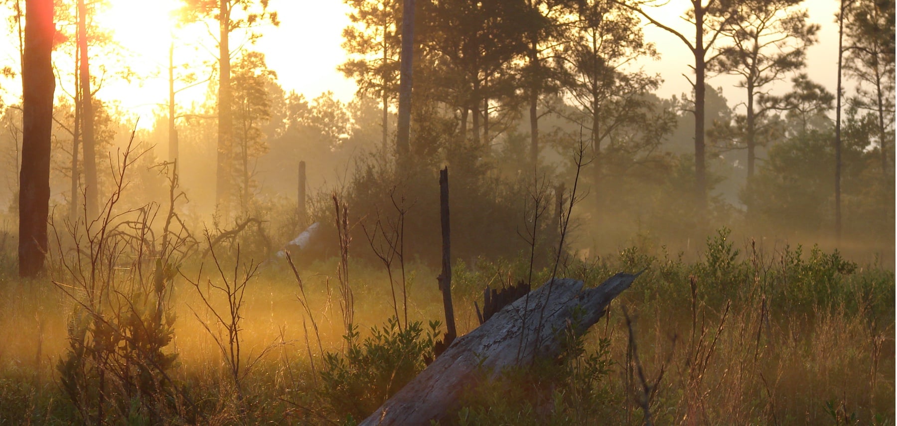 Mississippi-Grand-Bay-National-Estuarine-Research-Reserve
