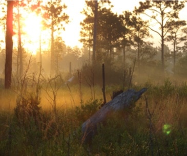 Image : Grand Bay National Estuarine Research Reserve